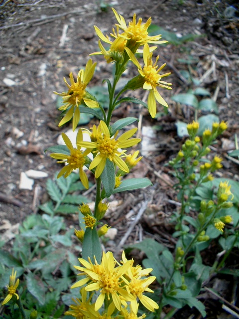 Solidago virgaurea